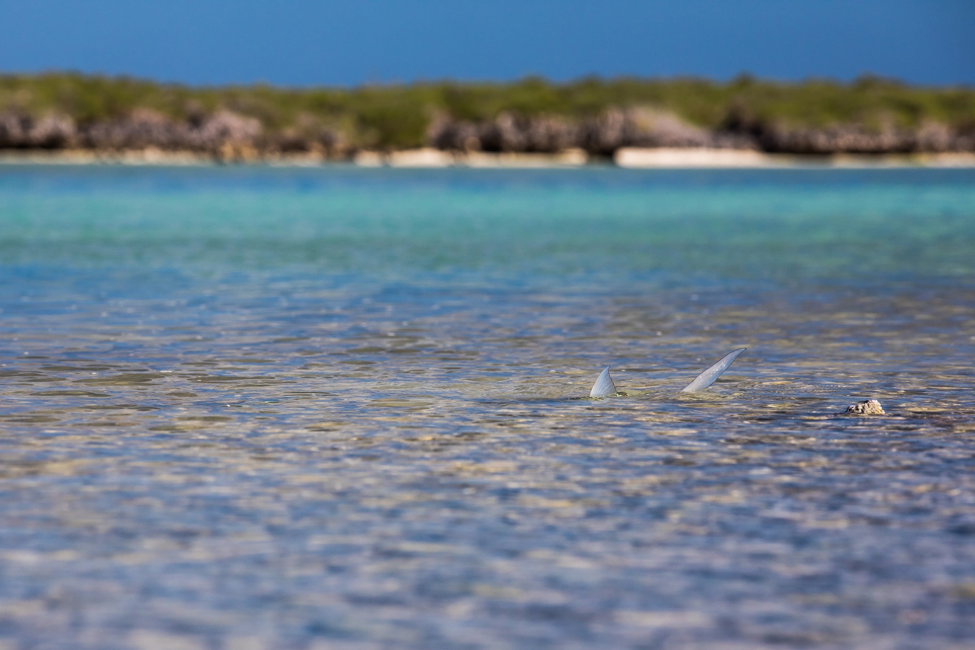 Clear water over a white sand flat in the Seychelles