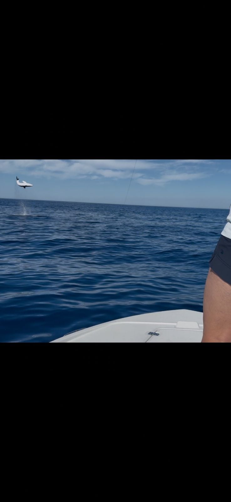 Mako caught at San Diego