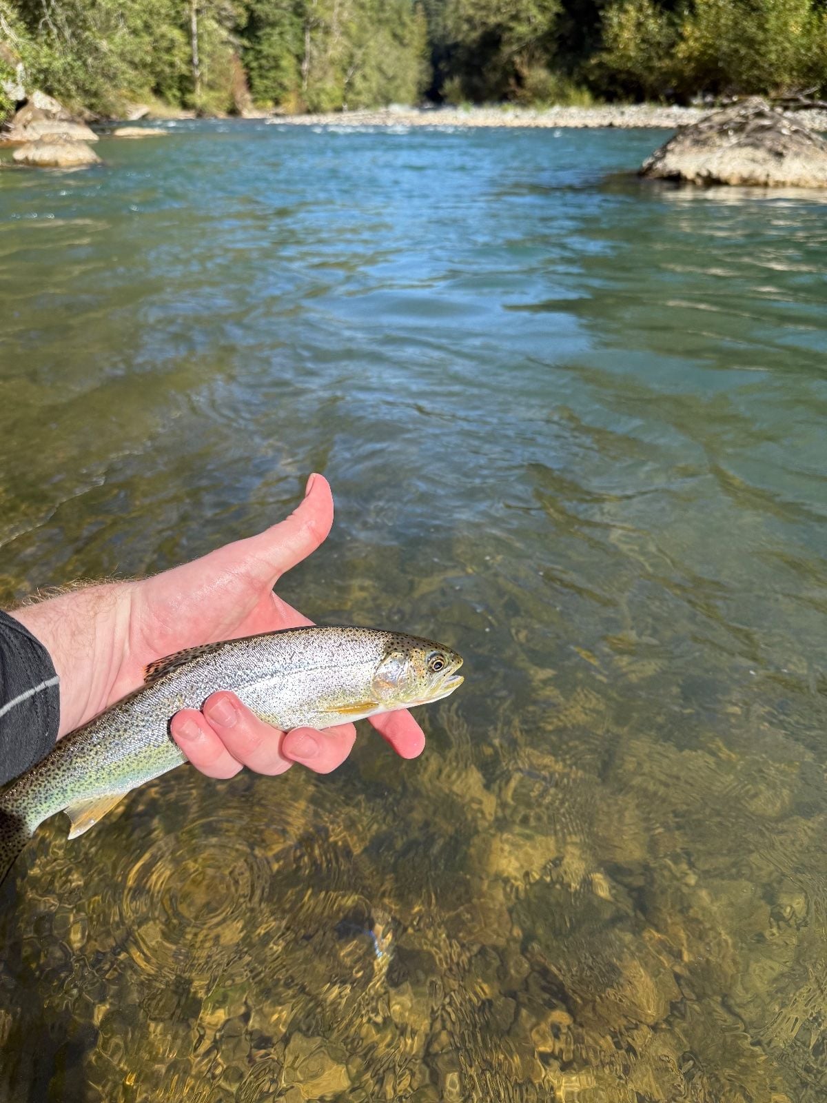 Rainbow Trout caught at Squamish BC