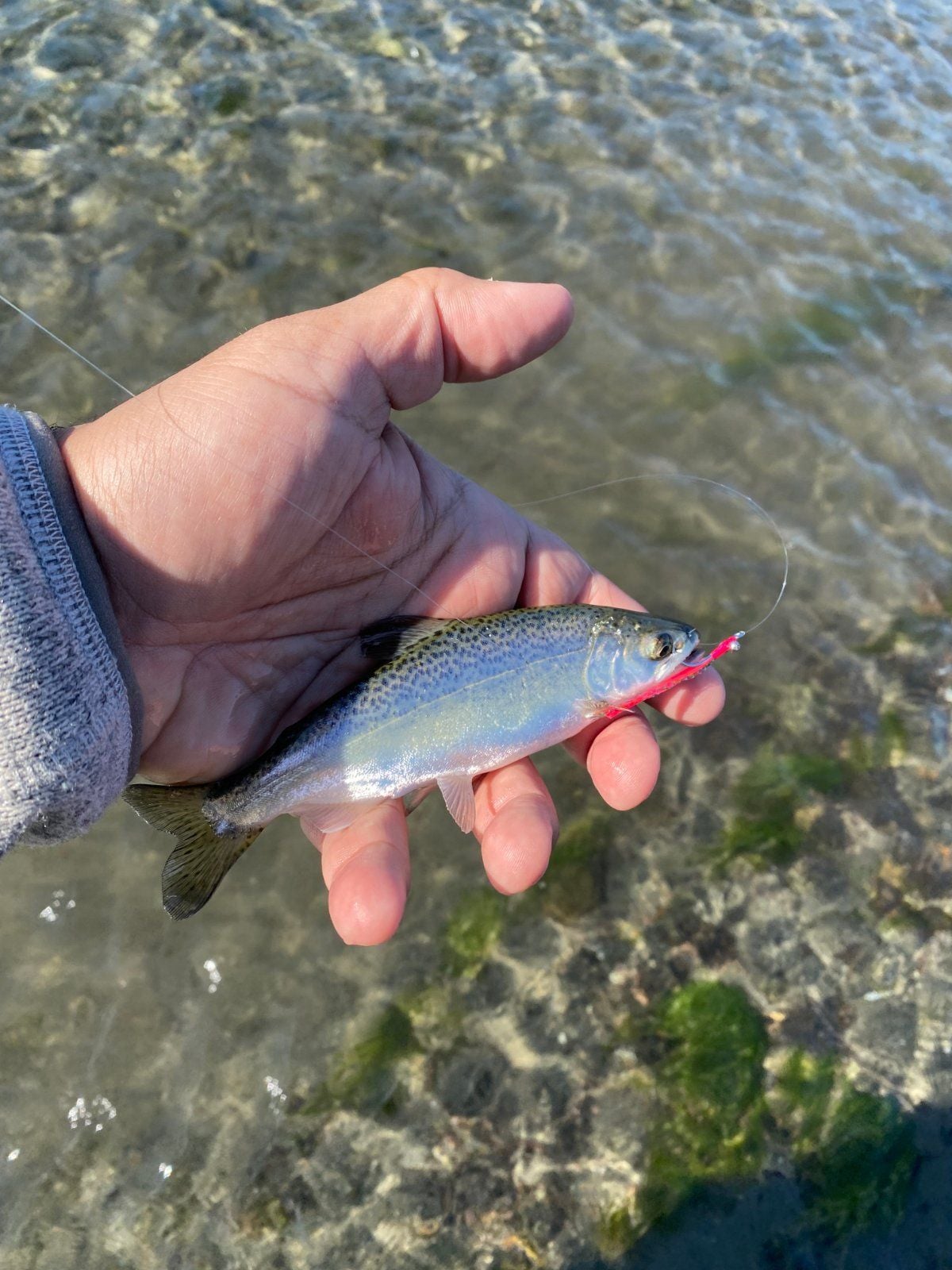 Rainbow Trout caught at Juneau, Alaska