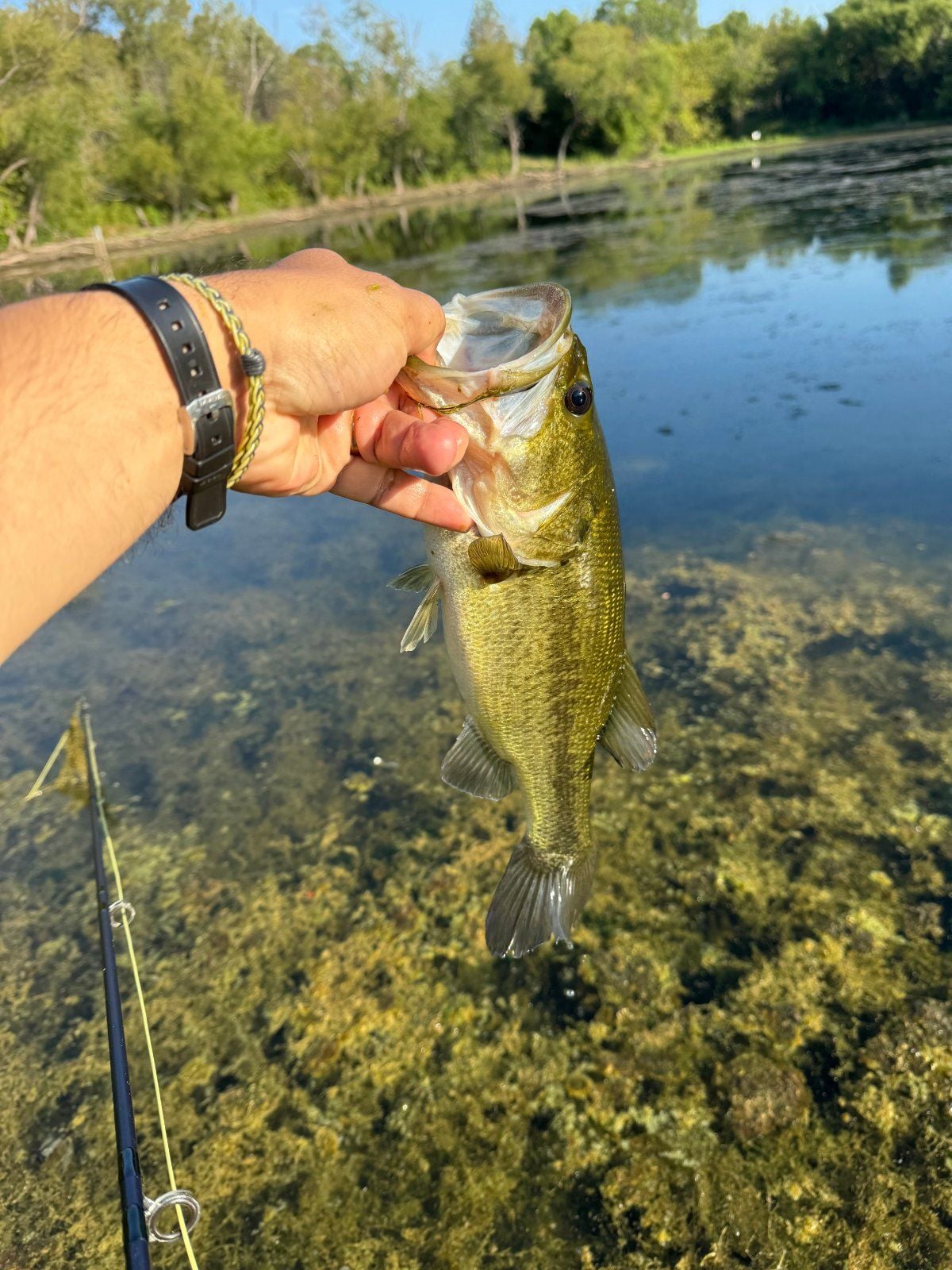 Largemouth Bass caught at Mesquite, Texas